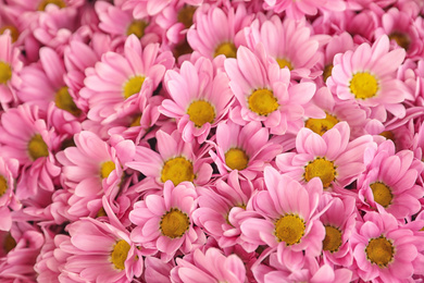 Photo of Beautiful fresh chrysanthemum flowers as background, closeup. Floral decor