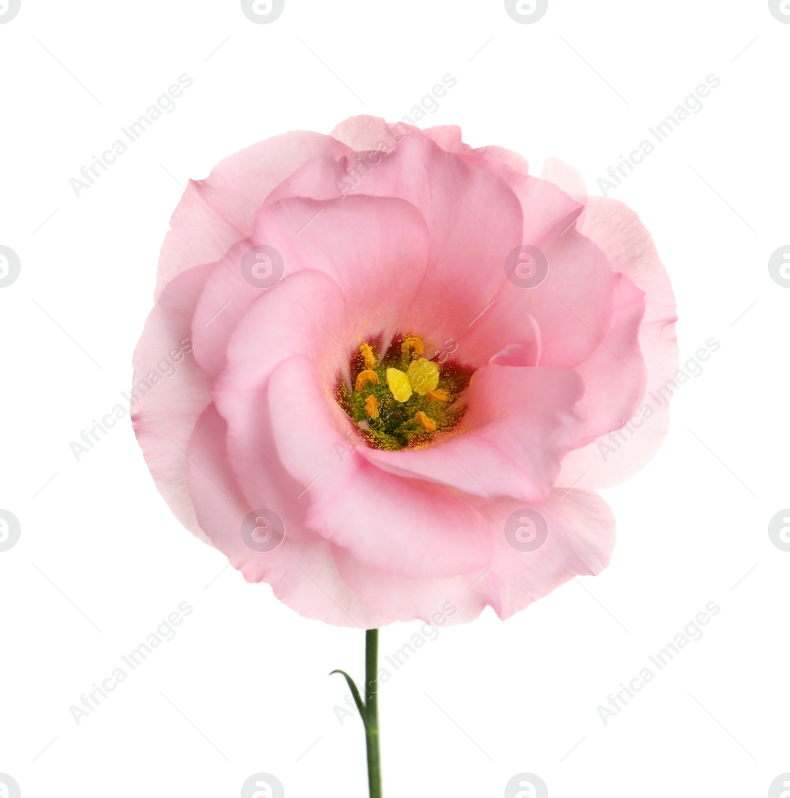 Photo of Beautiful Eustoma flower on white background