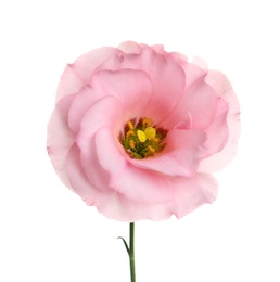 Photo of Beautiful Eustoma flower on white background