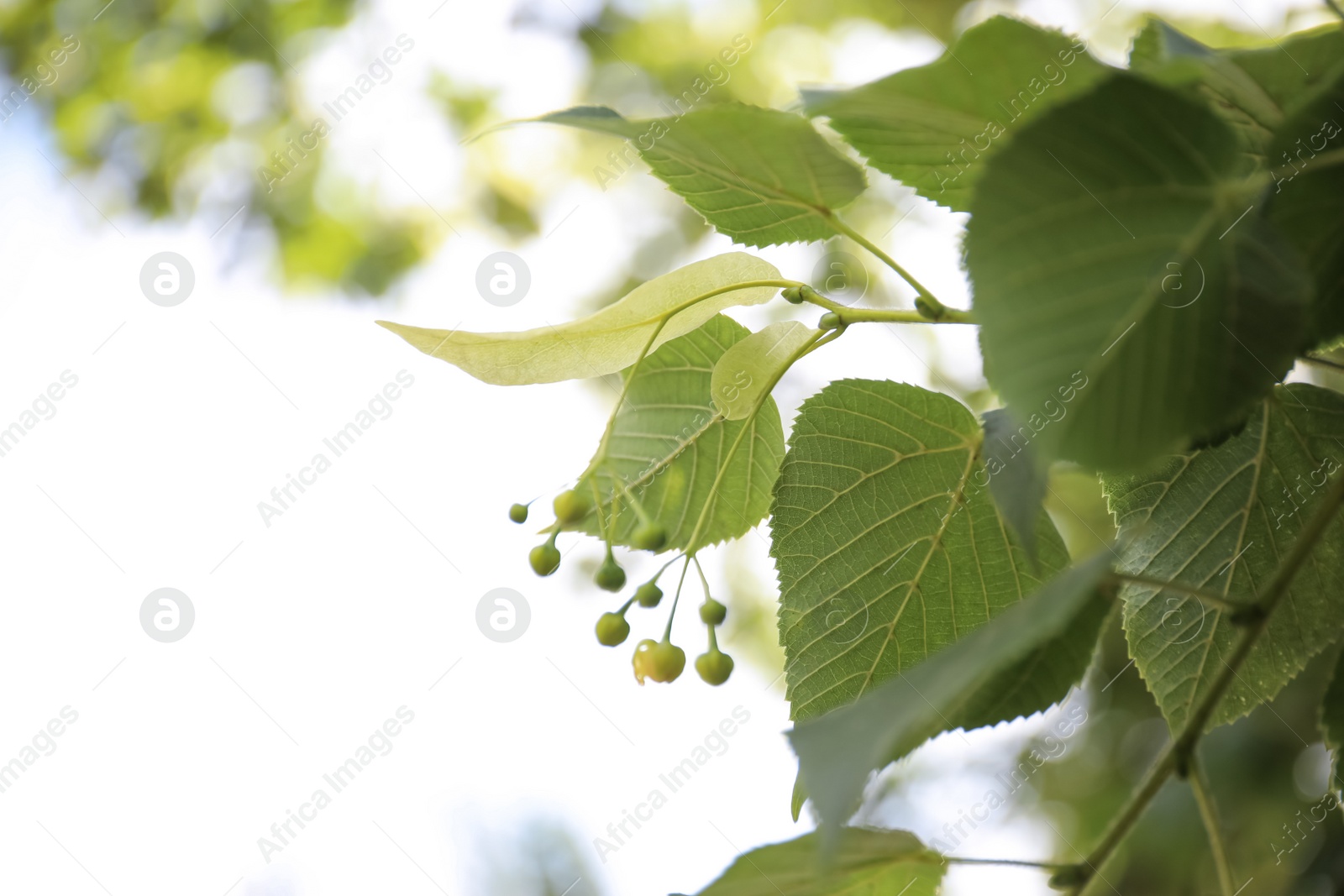 Photo of Closeup view of linden tree with fresh young green leaves and blossom outdoors on spring day