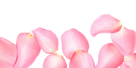 Photo of Fresh pink rose petals on white background, top view