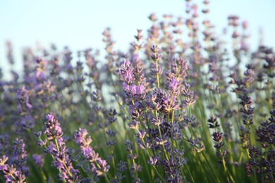 Photo of Beautiful blooming lavender growing in field, closeup