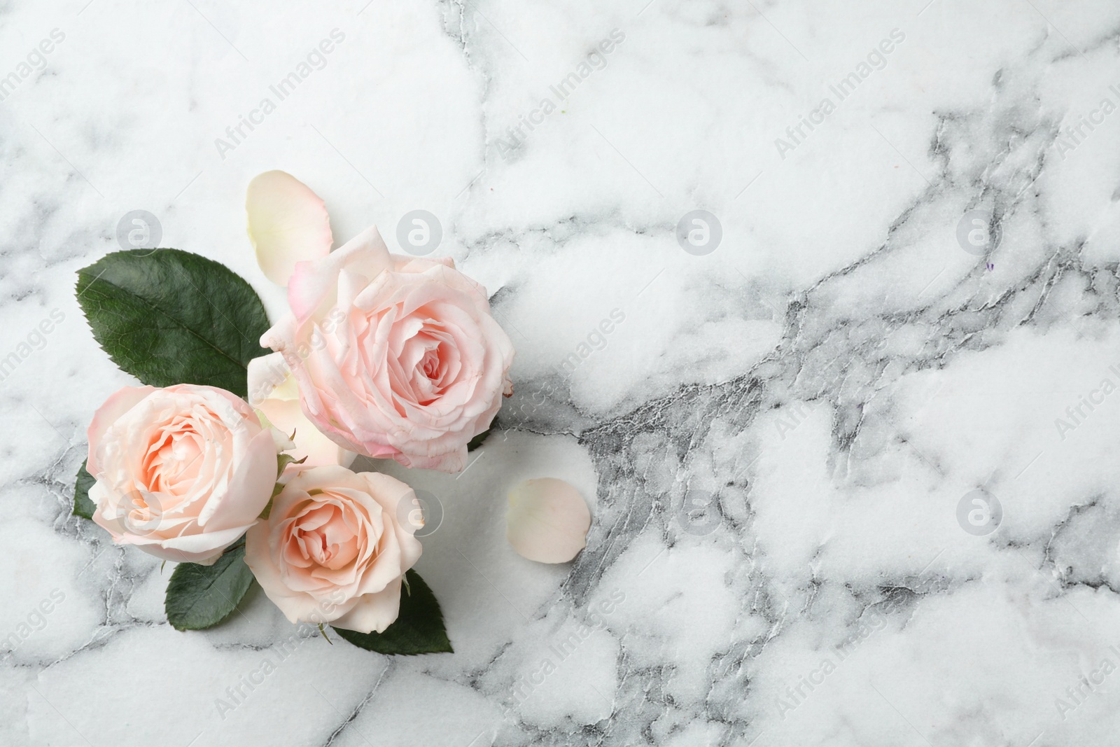 Photo of Beautiful roses and space for text on marble background, top view