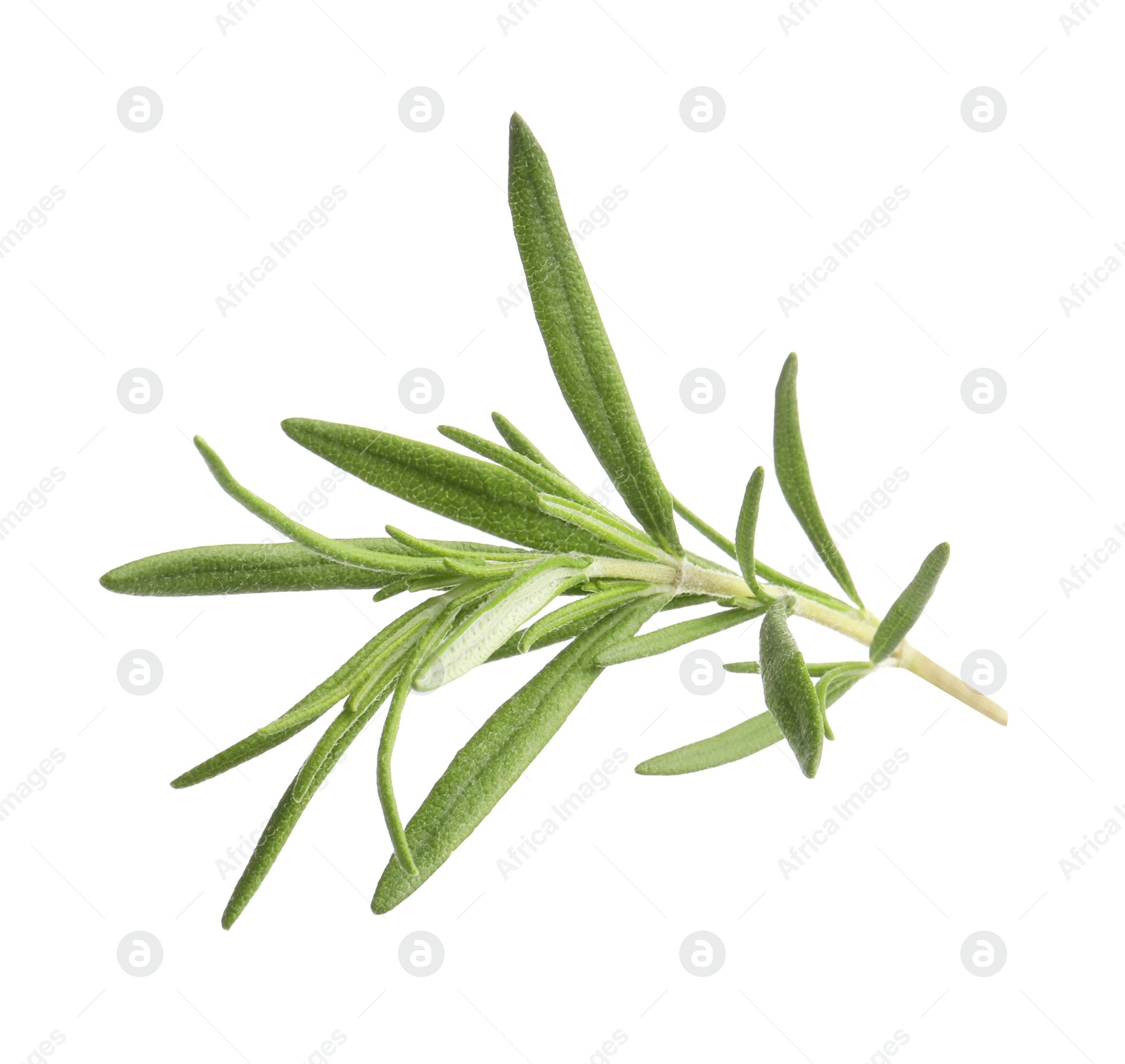 Photo of Aromatic rosemary sprig isolated on white. Fresh herb