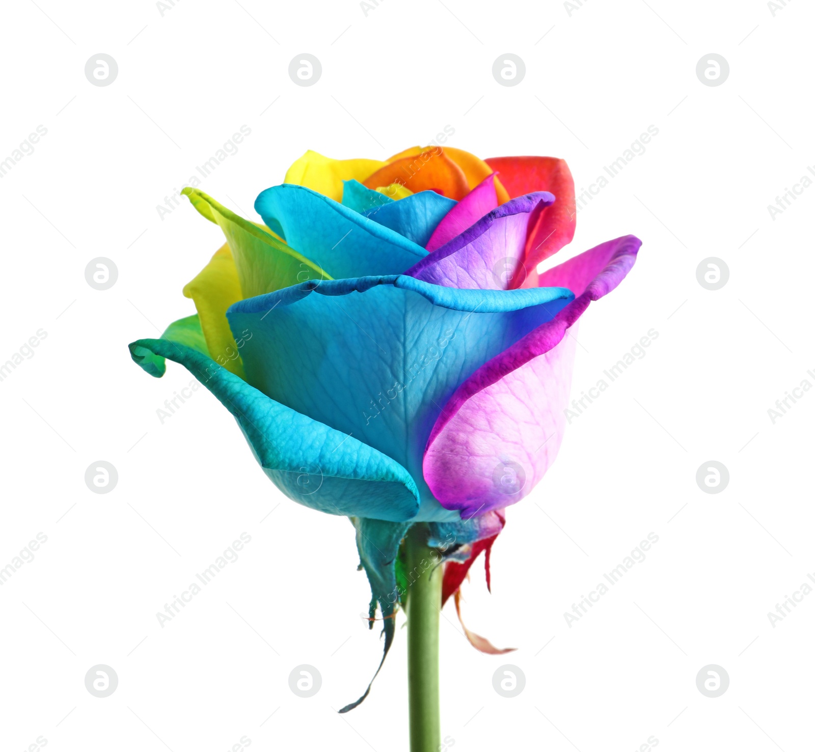 Photo of Amazing rainbow rose flower on white background