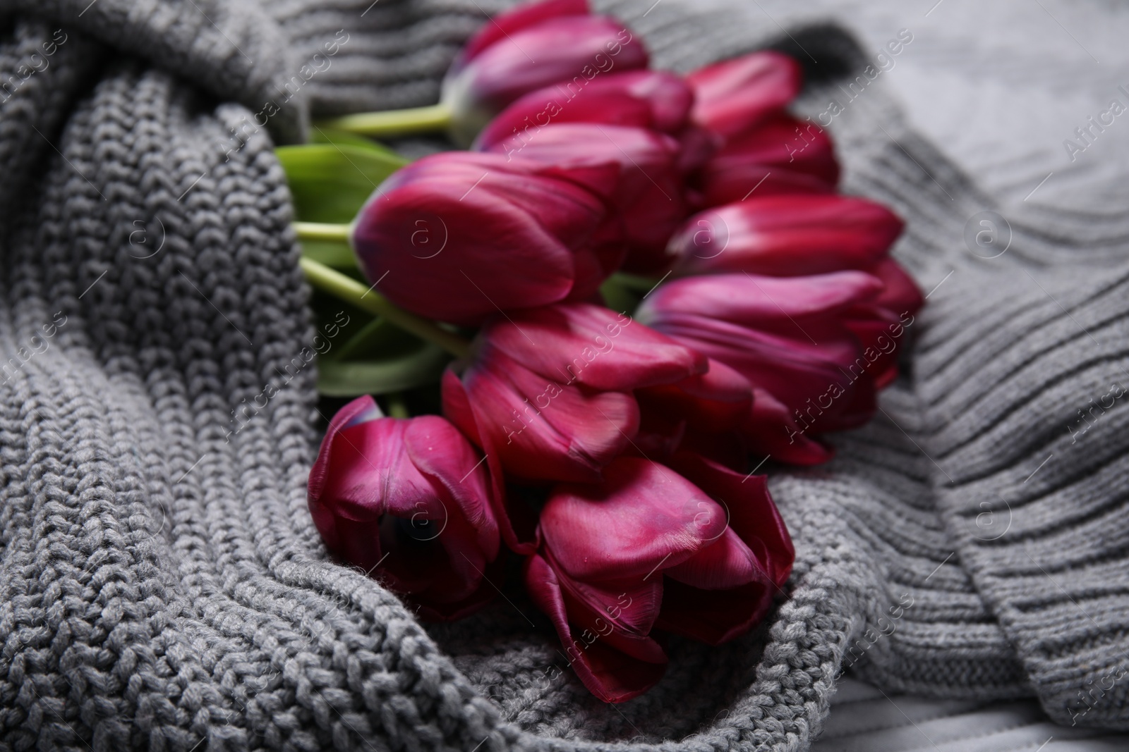 Photo of Beautiful purple tulips wrapped in gray sweater, closeup