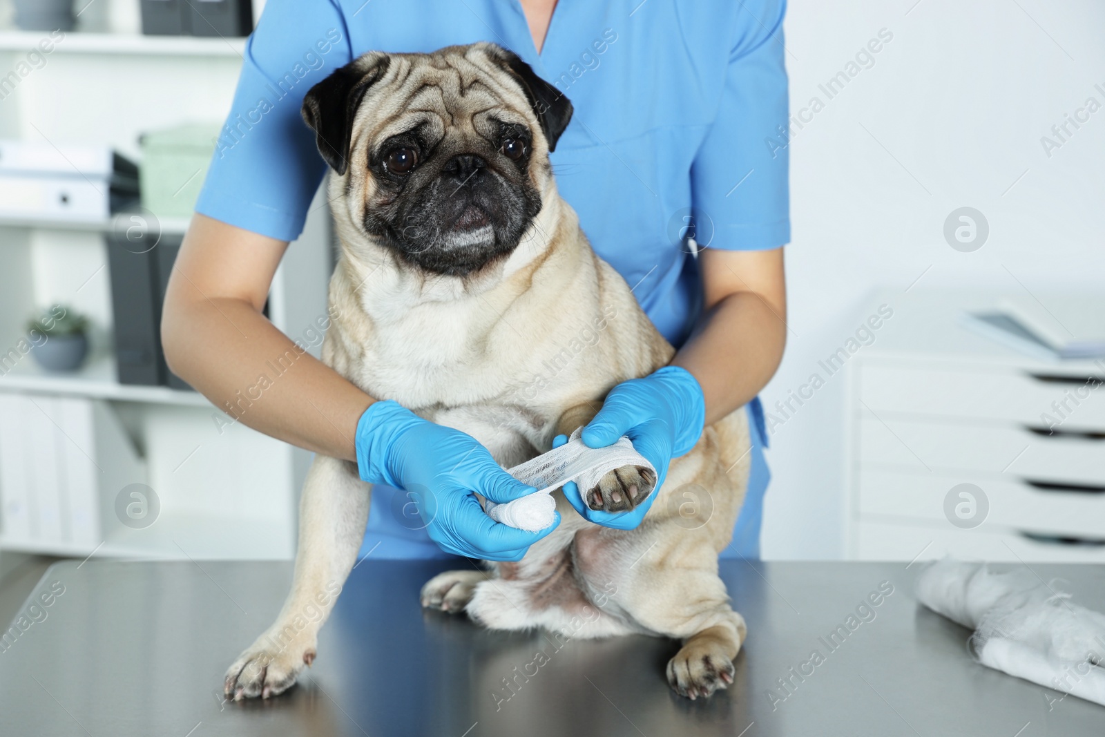 Photo of Professional veterinarian wrapping dog's paw with bandage in clinic, closeup