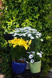 Beautiful blooming plants in flowerpots on black chair outdoors