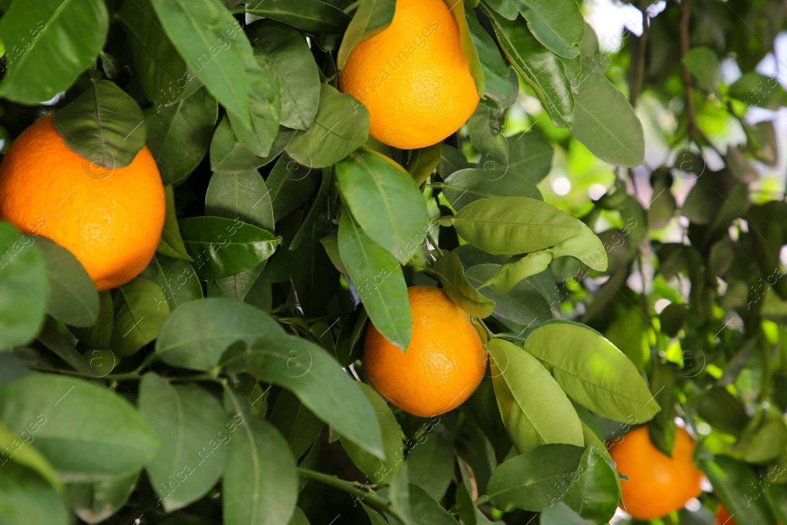 Photo of Fresh ripe oranges growing on tree outdoors