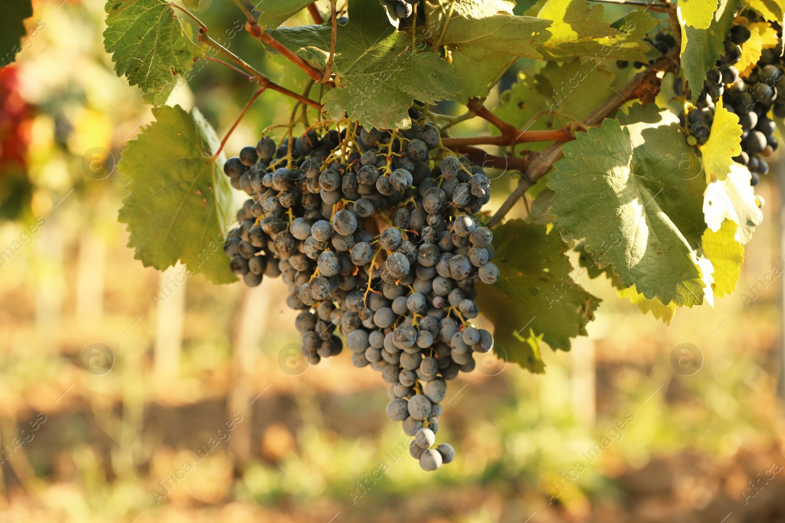 Photo of Fresh ripe juicy grapes growing on branches in vineyard