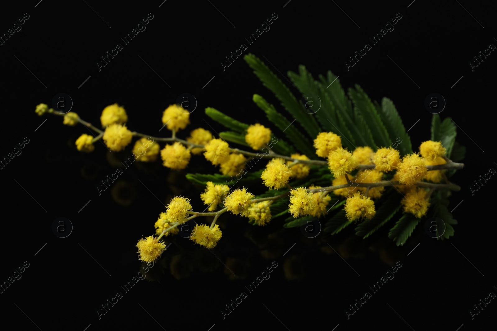 Photo of Beautiful mimosa branch with yellow flowers on black background, closeup
