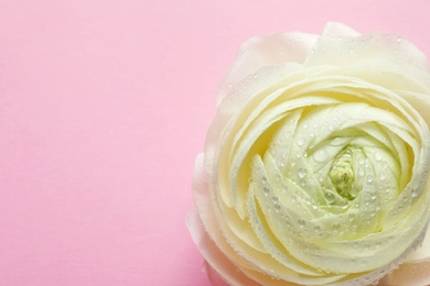 Beautiful ranunculus flower on color background