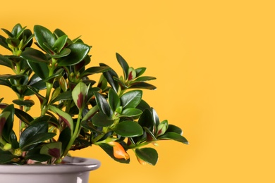 Photo of Beautiful potted Goldfish plant on yellow background, closeup. Space for text