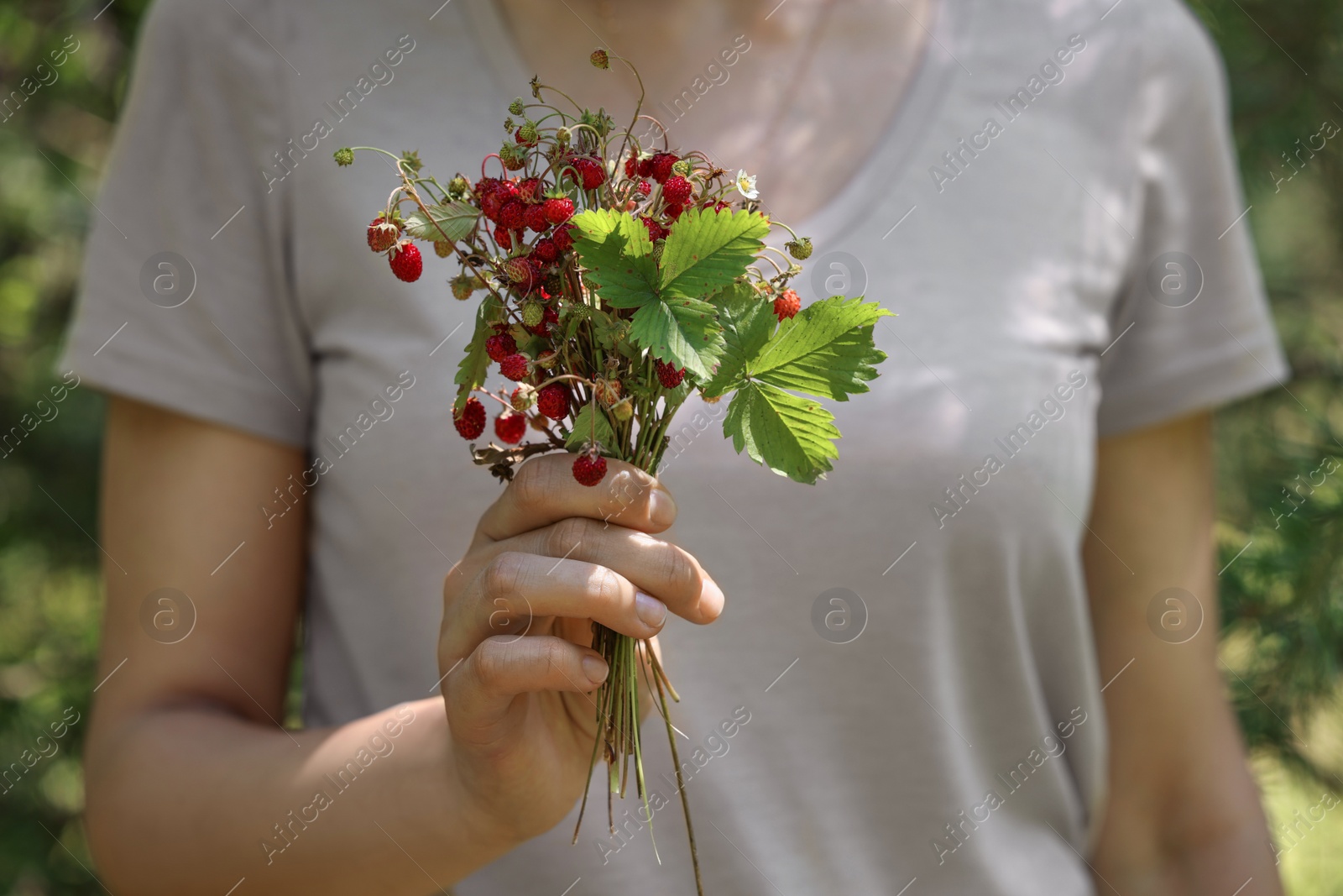 Photo of Woman holding bunch with fresh wild strawberries on blurred background, closeup