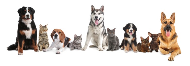 Cute dogs and cats on white background. Banner design