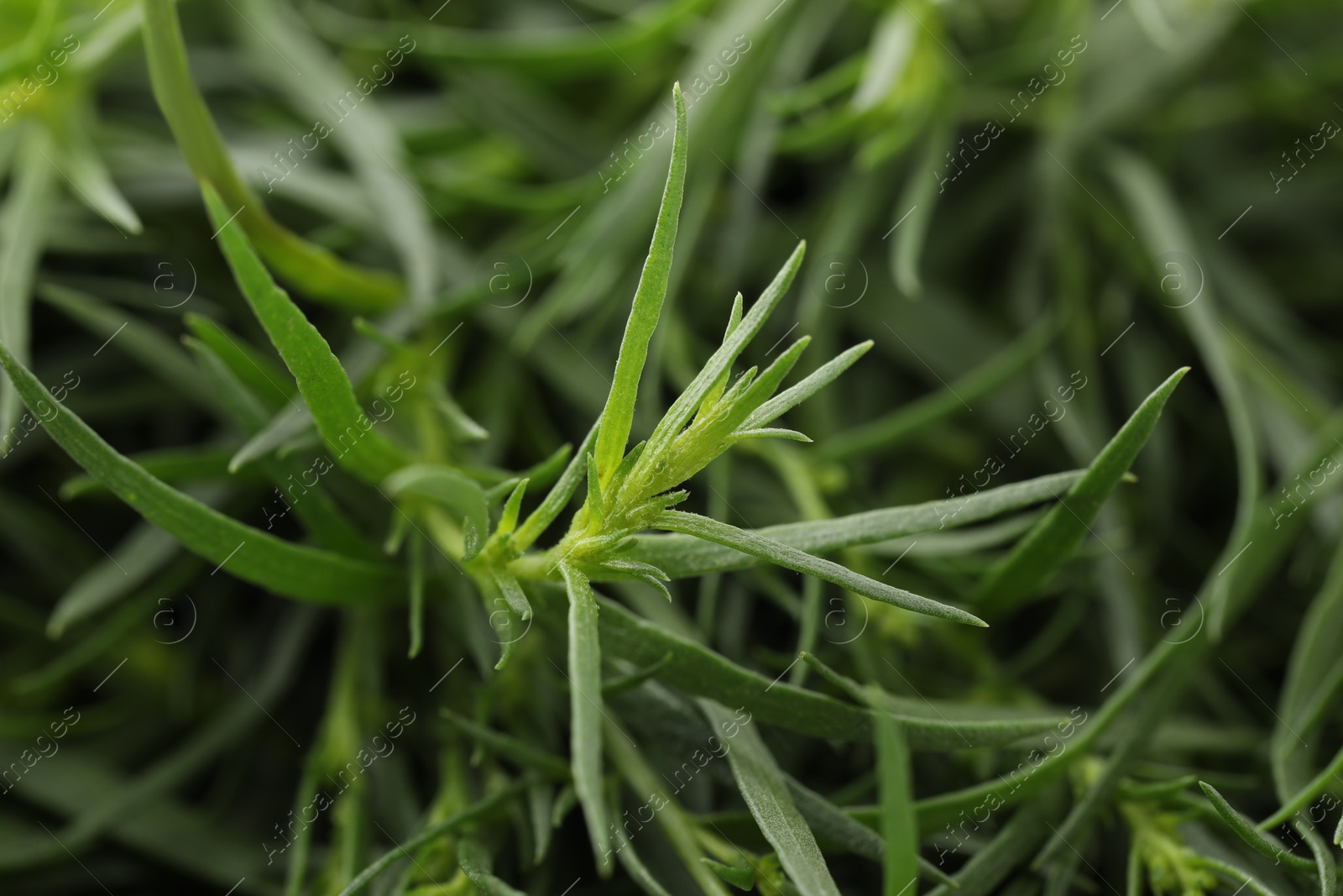 Photo of Fresh tarragon sprigs on blurred background, closeup