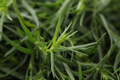 Photo of Fresh tarragon sprigs on blurred background, closeup