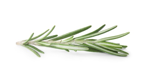 Photo of Fresh green rosemary twig on white background