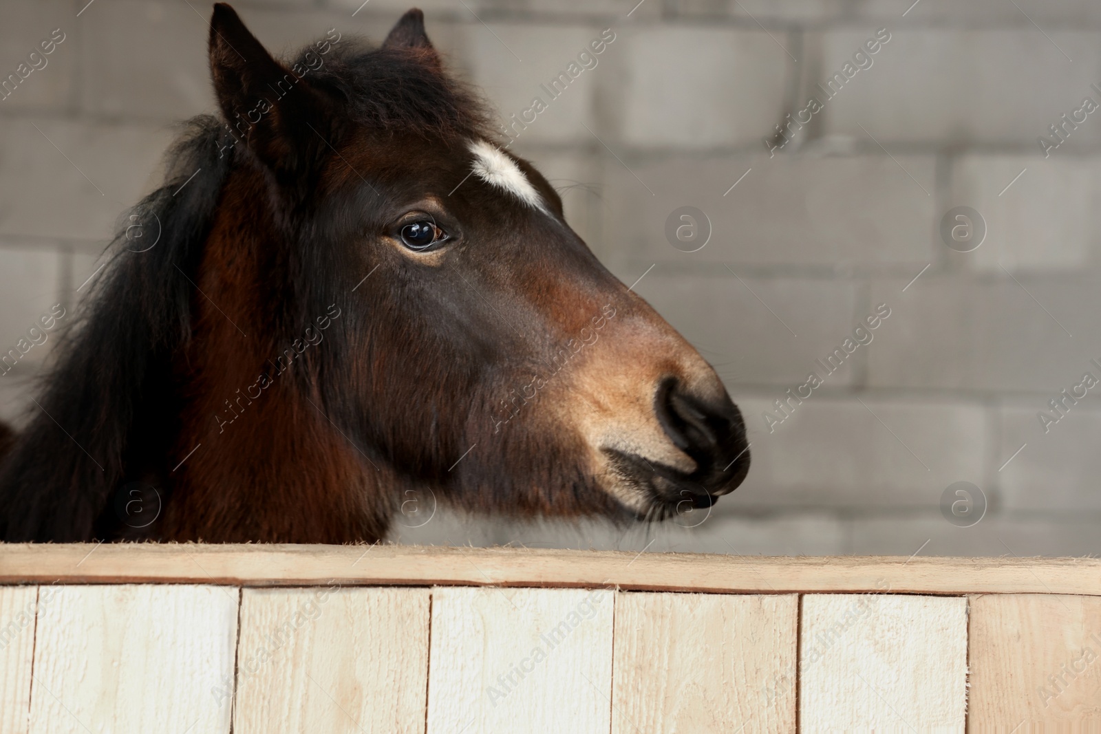 Photo of Adorable black horse in wooden stable. Lovely domesticated pet