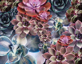 Image of Different beautiful succulents as background, top view