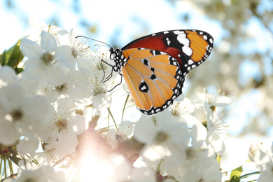 Image of Beautiful plain tiger butterfly on blossoming tree branch, closeup