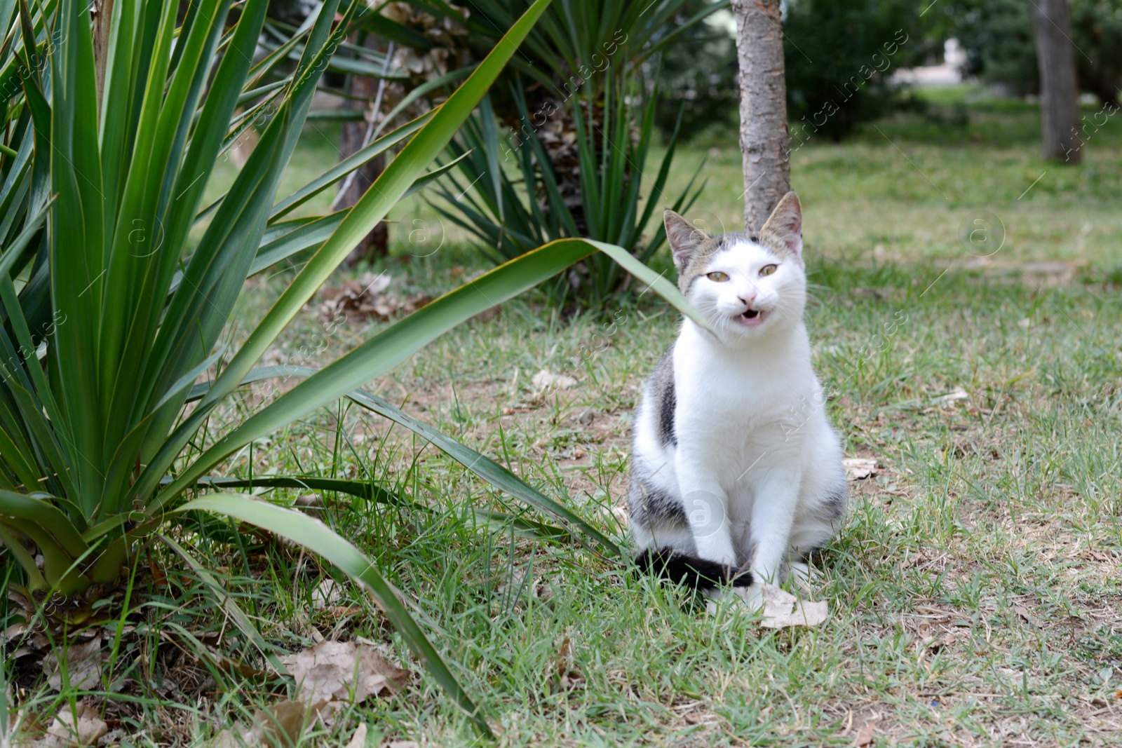 Photo of Lonely stray cat on green grass outdoors. Homeless pet