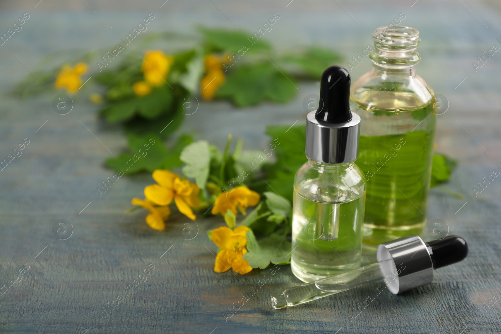 Photo of Bottles of natural celandine oil near flowers on blue wooden table. Space for text