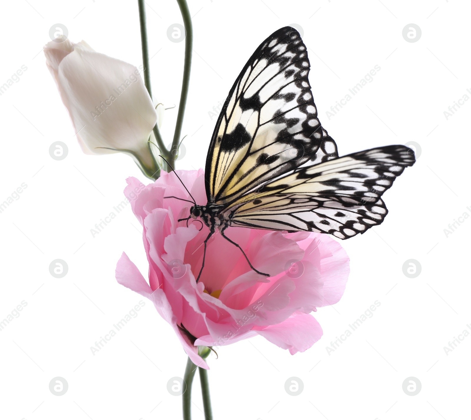 Photo of Beautiful rice paper butterfly sitting on eustoma flower against white background