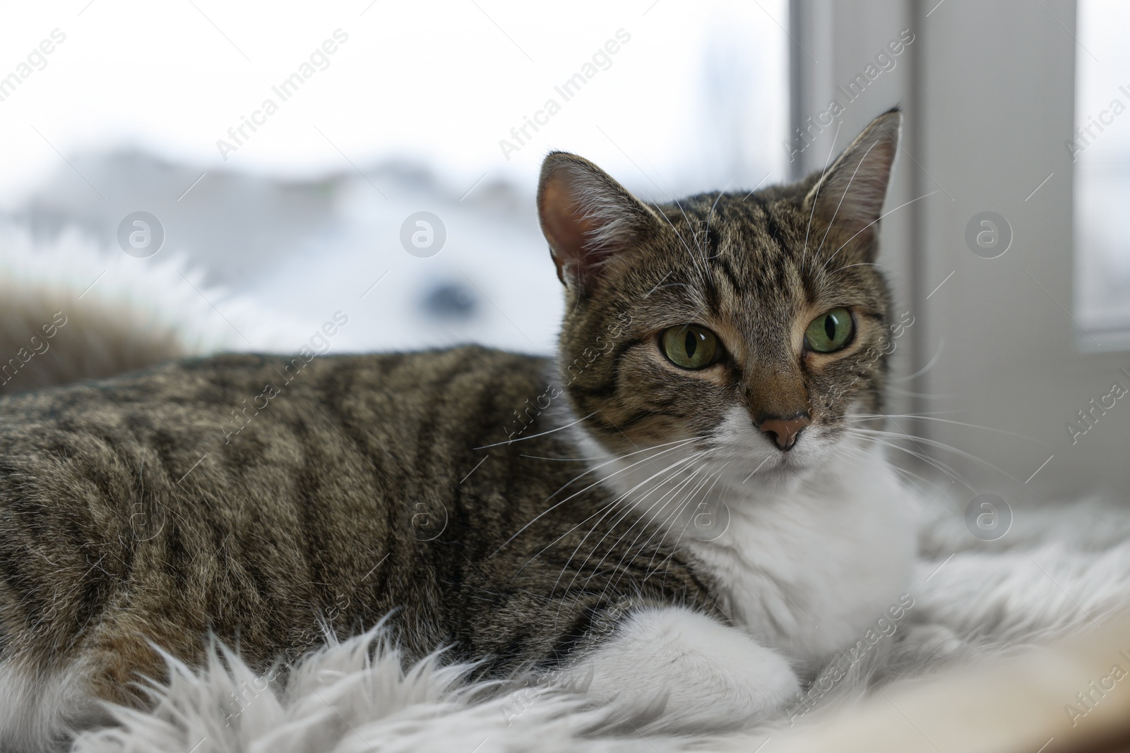 Photo of Cute cat on white faux fur rug at window sill indoors