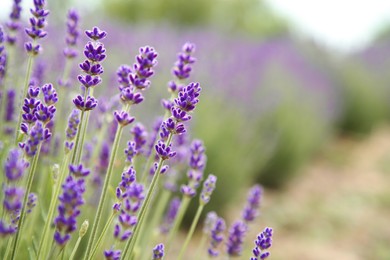 Photo of Beautiful blooming lavender growing outdoors, closeup. Space for text
