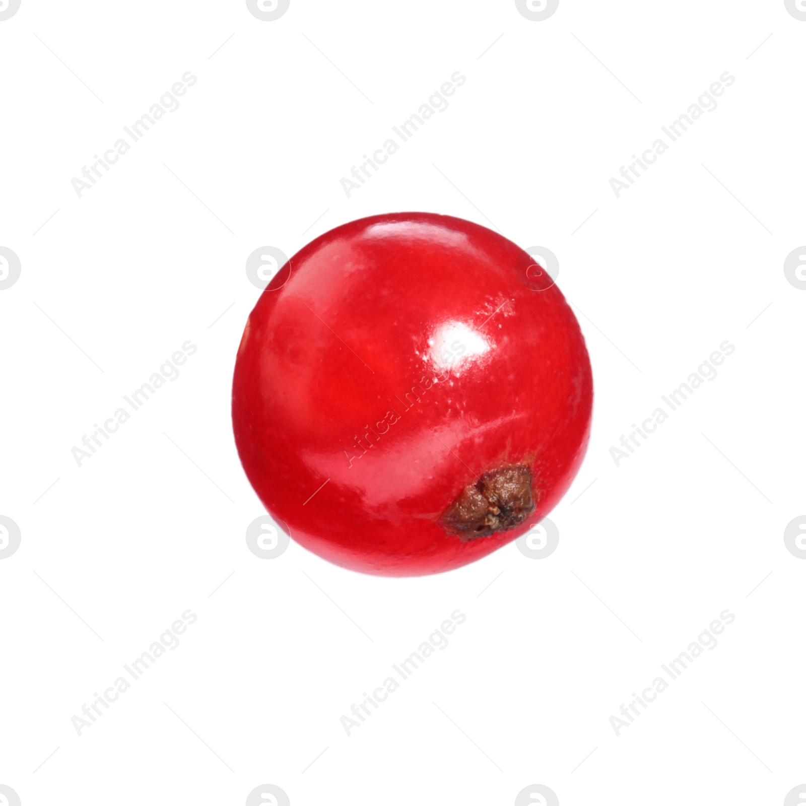 Photo of One ripe red currant isolated on white