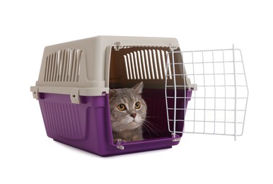 Photo of Travel with pet. Cute cat in carrier on white background