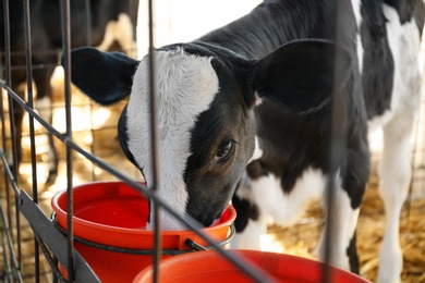 Photo of Pretty little calf eating from bucket on farm, closeup. Animal husbandry