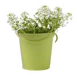 Photo of Gypsophila paniculata in green flower pot isolated on white