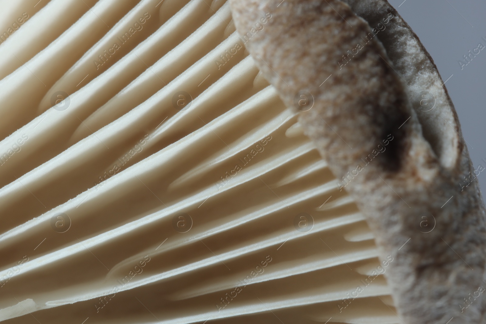 Photo of Fresh oyster mushroom on grey background, macro view