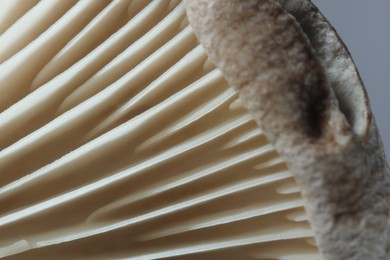 Fresh oyster mushroom on grey background, macro view