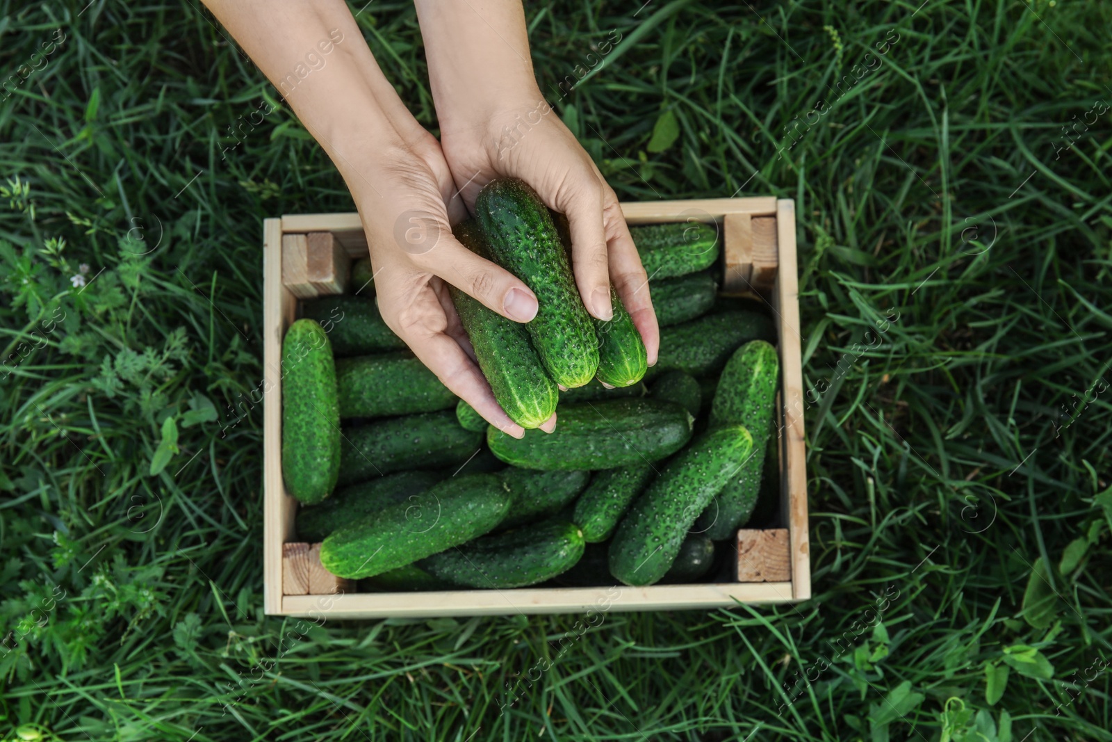 Photo of Woman holding fresh ripe cucumbers outdoors, top view