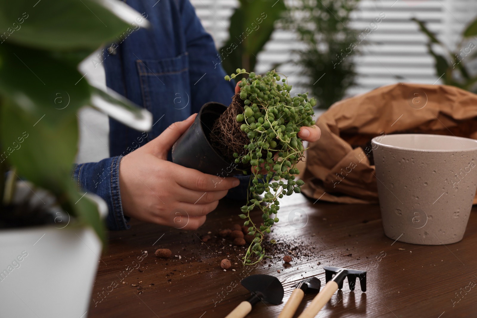 Photo of Woman transplanting houseplant into new pot at wooden table indoors, closeup