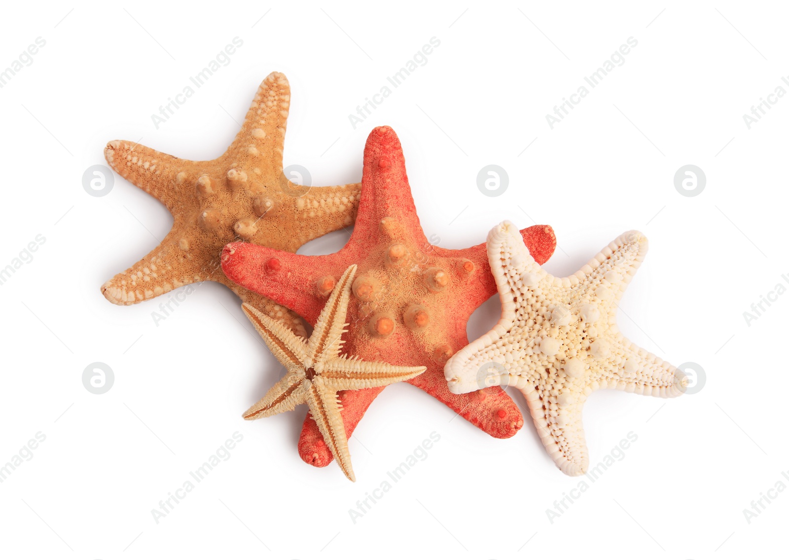 Photo of Many beautiful sea stars (starfishes) isolated on white, top view