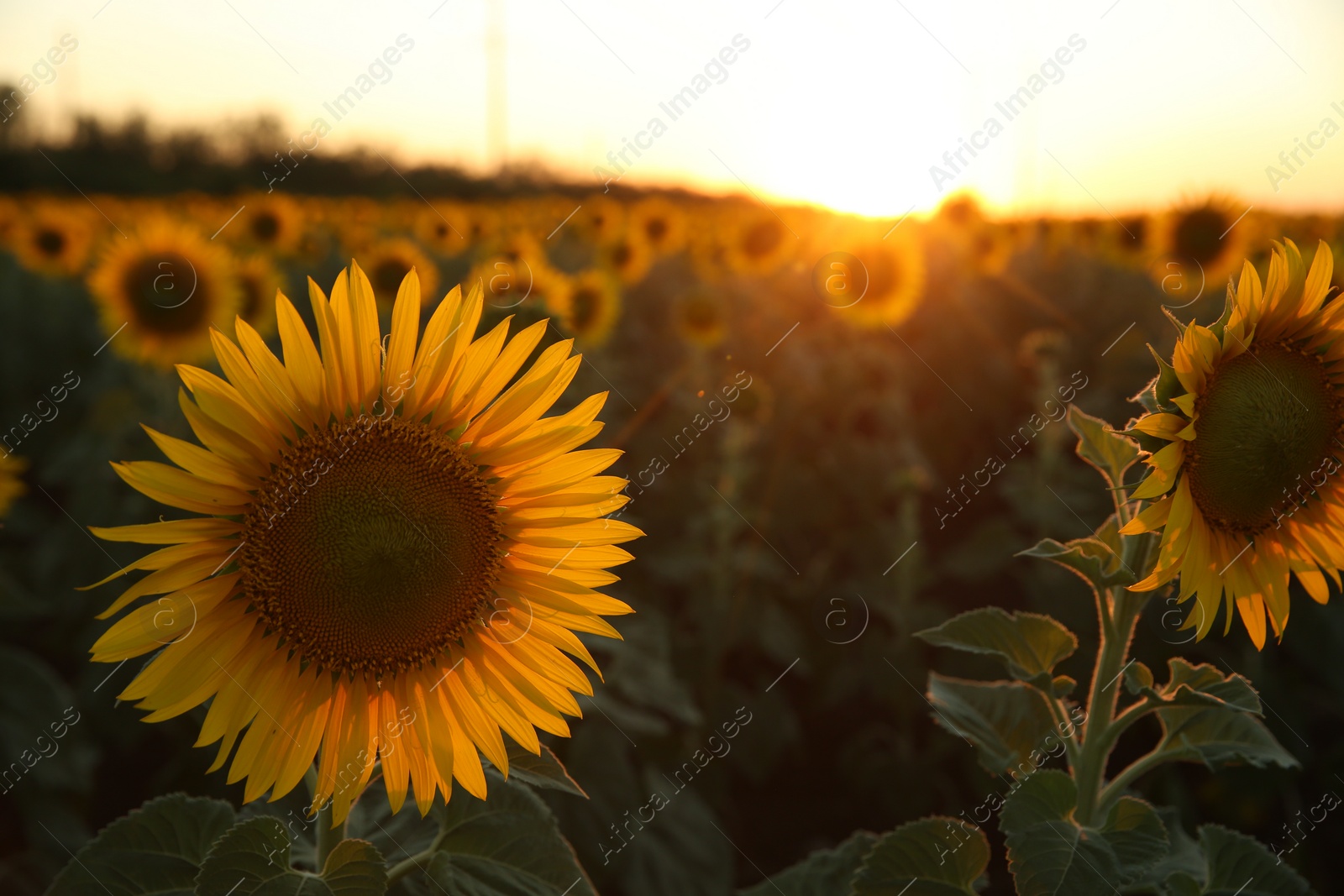 Photo of Beautiful view of field with yellow sunflowers at sunset. Space for text