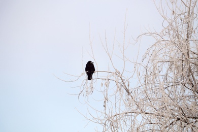 Photo of Black crow sitting on tree covered with hoarfrost outdoors. Winter morning
