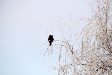 Black crow sitting on tree covered with hoarfrost outdoors. Winter morning