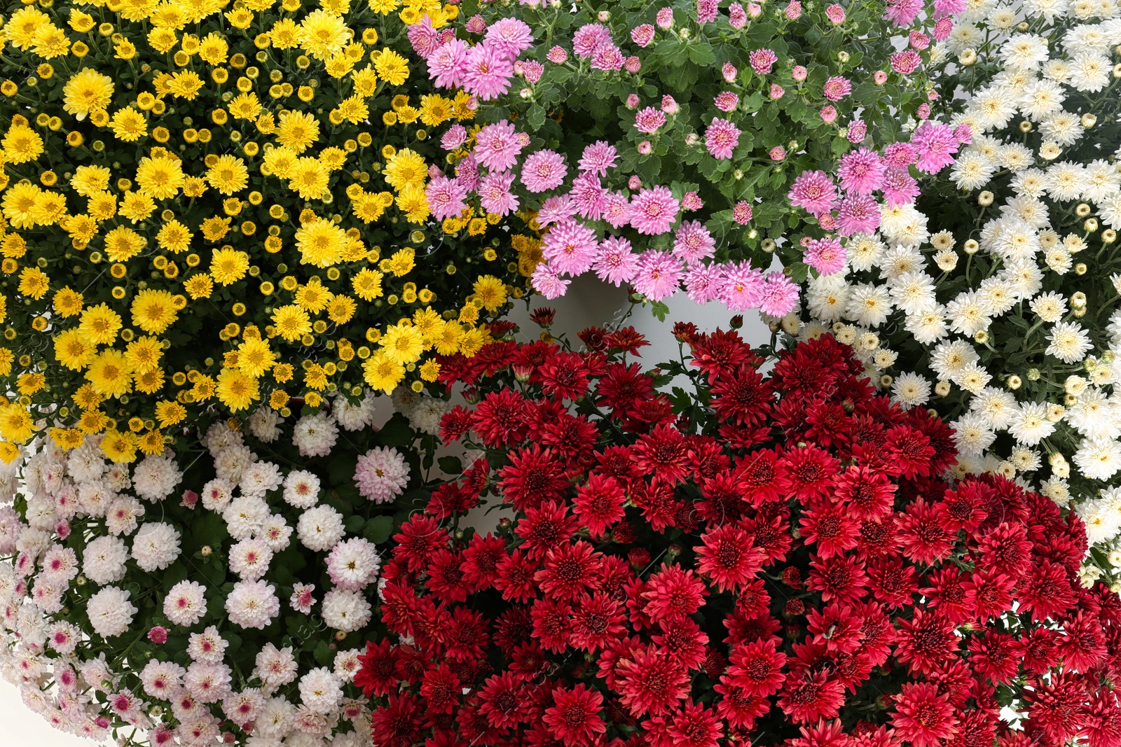 Photo of Beautiful colorful chrysanthemum flowers with leaves, top view