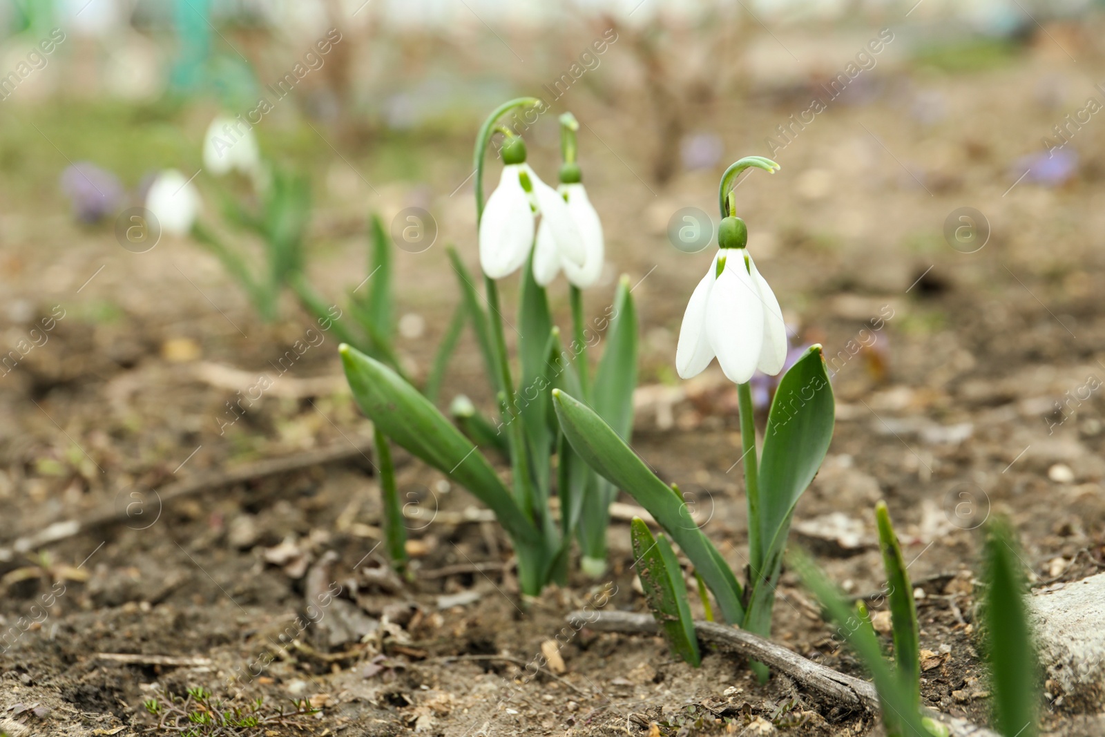 Photo of Beautiful blooming snowdrops in garden. First flowers