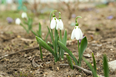 Beautiful blooming snowdrops in garden. First flowers