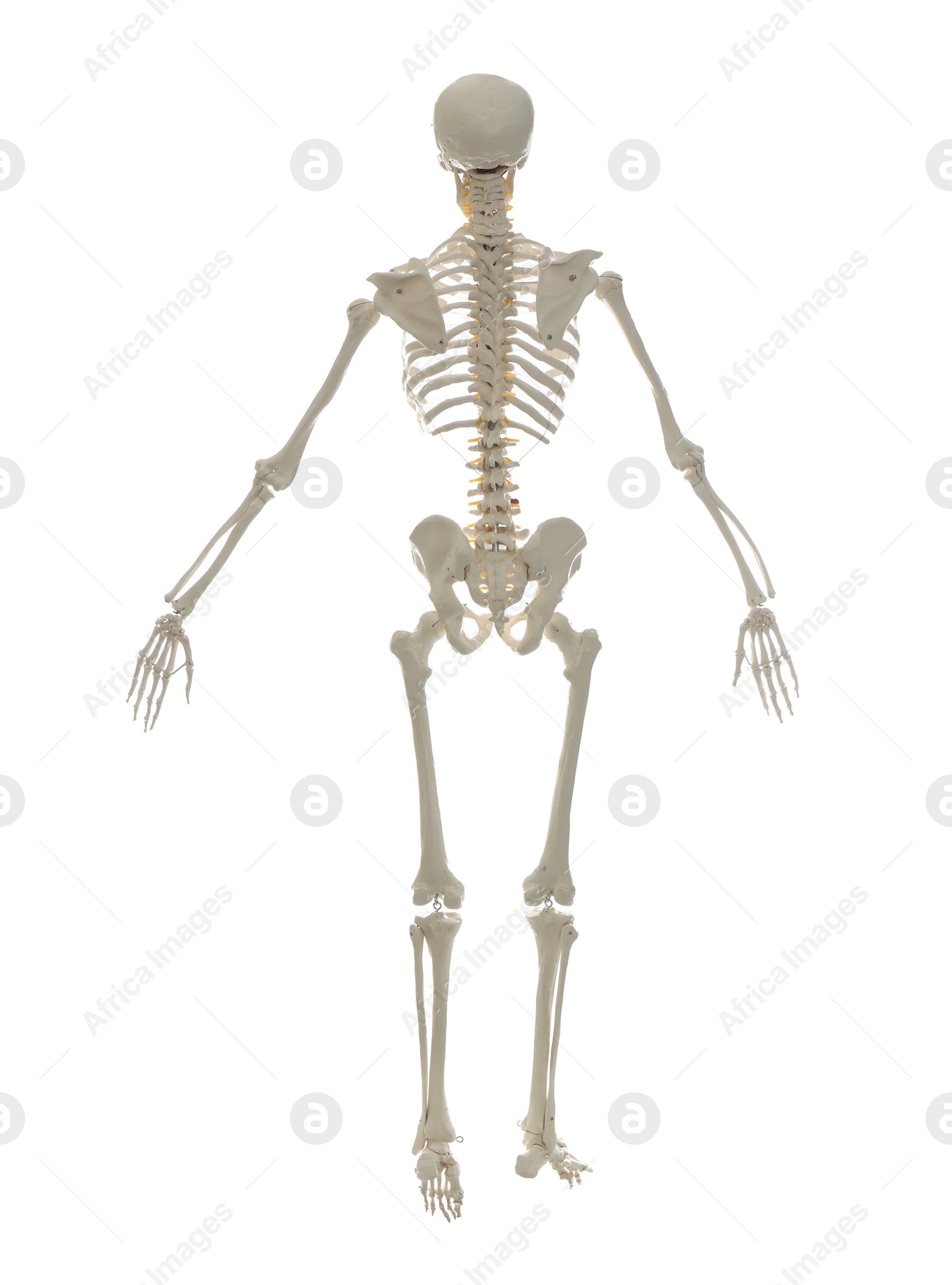 Photo of Artificial human skeleton model isolated on white