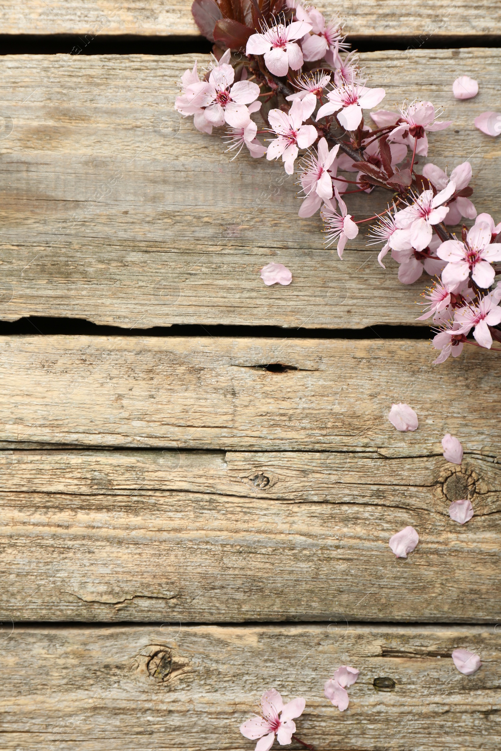 Photo of Spring branch with beautiful blossoms and leaves on wooden table, flat lay. Space for text