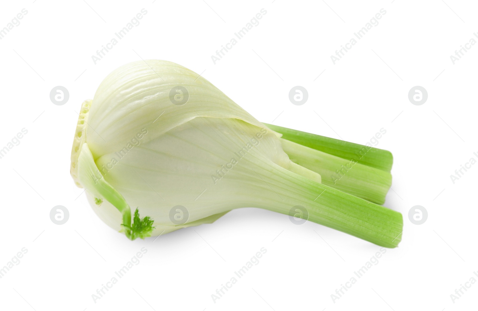 Photo of Fresh raw fennel bulb isolated on white