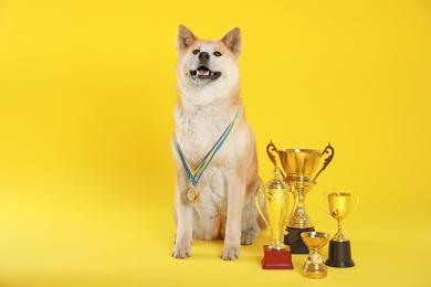 Photo of Adorable Akita Inu dog with champion trophies and medals on yellow background