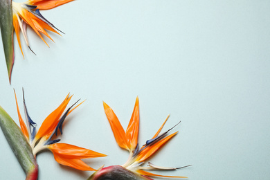 Photo of Bird of Paradise tropical flowers on light background, flat lay. Space for text